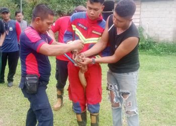 Evakuasi Ular King Cobra 3,8 Meter yang Sembunyi di Bawah Warung di Daik Lingga