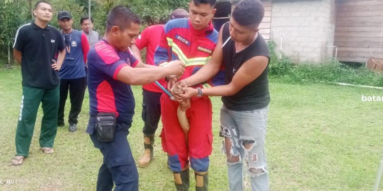 Evakuasi Ular King Cobra 3,8 Meter yang Sembunyi di Bawah Warung di Daik Lingga