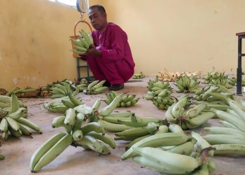 Sekolah di Anambas Mendapatkan Keuntungan dari Menanam Pisang dan Cabai