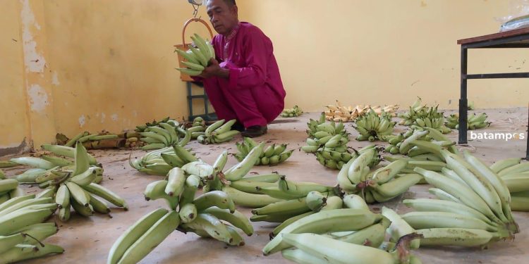 Sekolah di Anambas Mendapatkan Keuntungan dari Menanam Pisang dan Cabai