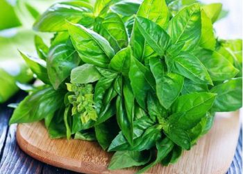 9 Khasiat Daun Kemangi yang Sering Disepelekan