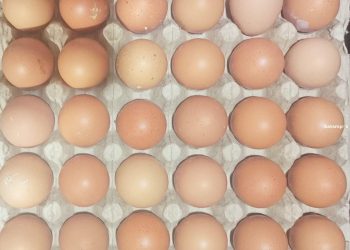 Kenaikan Harga Telur Ayam dan Penyebabnya