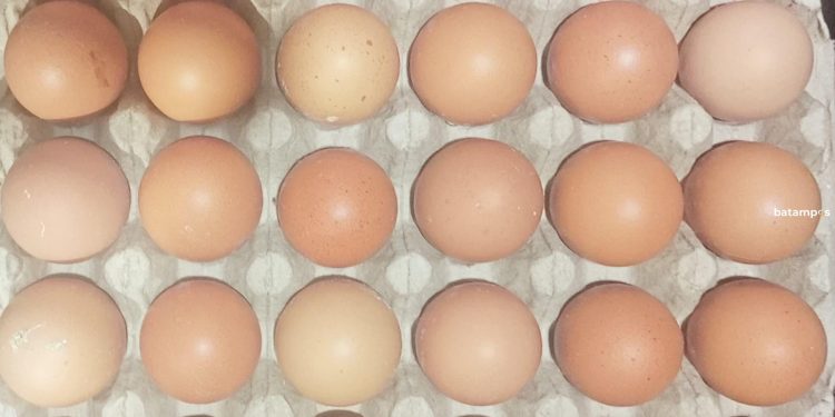 Kenaikan Harga Telur Ayam dan Penyebabnya