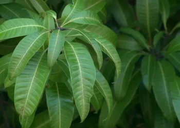 7 Manfaat Daun Mangga yang Menakjubkan untuk Kesehatan