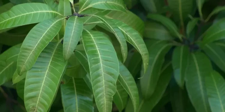 7 Manfaat Daun Mangga yang Menakjubkan untuk Kesehatan