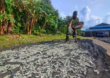 Harga Ikan Bilis di Pasar Kawal Terjangkau Rp 80000 Per Kilogram karena Pasokan Melimpah
