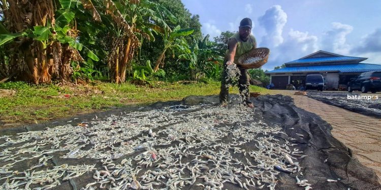 Harga Ikan Bilis di Pasar Kawal Terjangkau Rp 80000 Per Kilogram karena Pasokan Melimpah