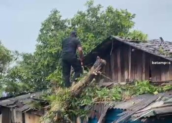Cuaca Ekstrem Sebabkan Pohon Mangga Tumbang Timpa Rumah di Tanjungpinang