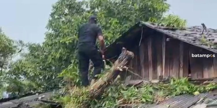 Cuaca Ekstrem Sebabkan Pohon Mangga Tumbang Timpa Rumah di Tanjungpinang