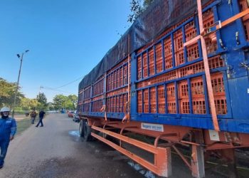 Ekspor 28000 Ayam Hidup ke Singapura Lewat Pelabuhan Sripayung Bintan