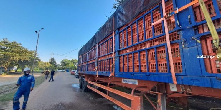Ekspor 28000 Ayam Hidup ke Singapura Lewat Pelabuhan Sripayung Bintan