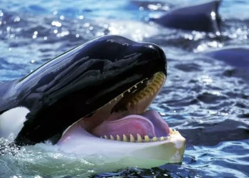 Fakta Menarik Paus Orca yang Viral, Anggota Terbesar Keluarga Lumba-Lumba