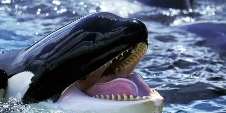 Fakta Menarik Paus Orca yang Viral, Anggota Terbesar Keluarga Lumba-Lumba