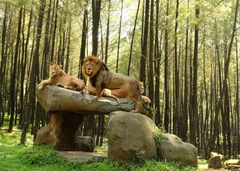 5 Destinasi Wisata Alam Terbaik di Bogor untuk Liburan Taman Safari dan Curug