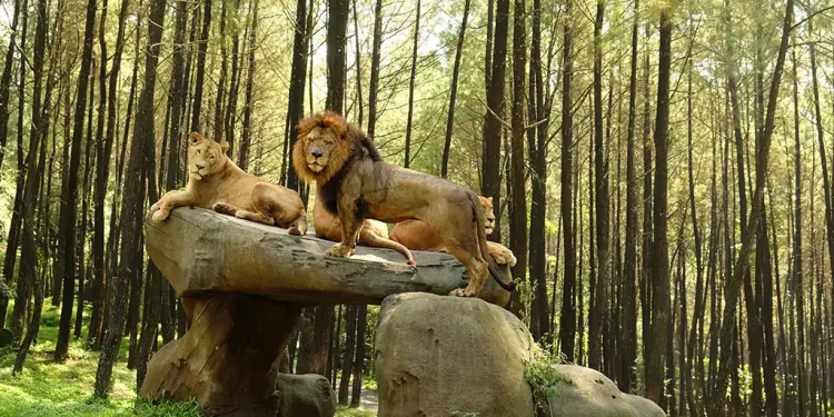 5 Destinasi Wisata Alam Terbaik di Bogor untuk Liburan Taman Safari dan Curug