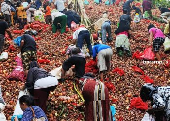 Sengaja Dibuang, Warga Berbondong-Bondong Mengambil Bawang