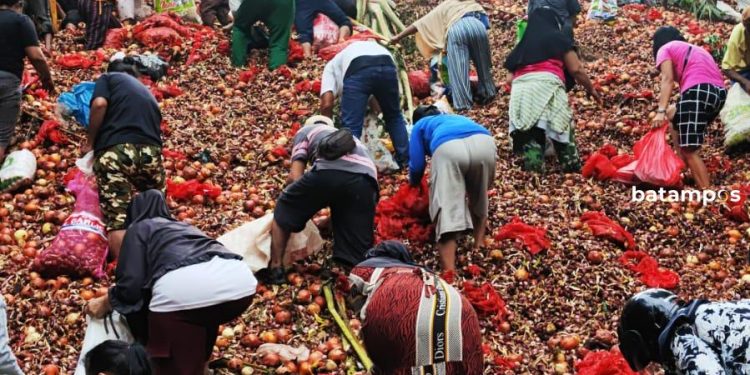 Sengaja Dibuang, Warga Berbondong-Bondong Mengambil Bawang