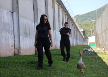 Penjara di Brasil Ganti Anjing Penjaga dengan Sekawanan Angsa