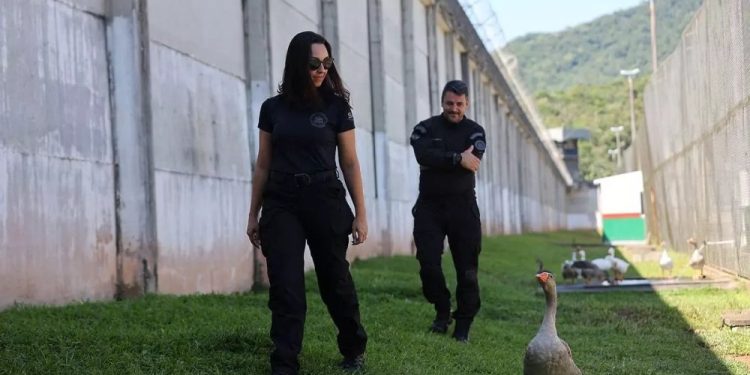 Penjara di Brasil Ganti Anjing Penjaga dengan Sekawanan Angsa