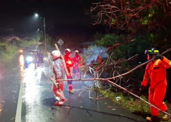 Angin Kencang Tumbangkan Pohon di Bintan, Pengendara Motor Terluka Dilarikan ke Rumah Sakit