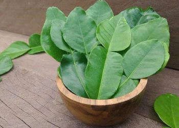 4 Manfaat Daun Jeruk Purut yang Jarang Diketahui