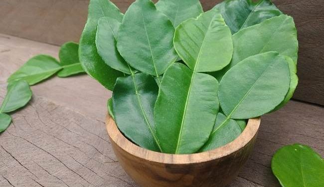 4 Manfaat Daun Jeruk Purut yang Jarang Diketahui