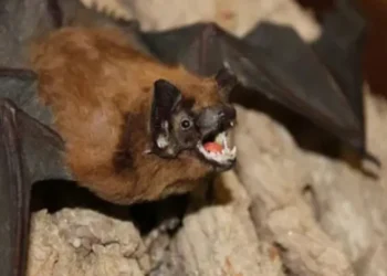 Siaga Merah di Singapura Bandara Terapkan Skrining Ketat Waspadai Wabah Nipah