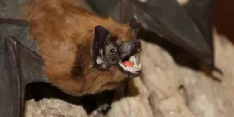 Siaga Merah di Singapura Bandara Terapkan Skrining Ketat Waspadai Wabah Nipah