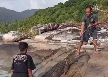 Buaya Serang Nelayan Pulau Jemaja, Mati Tersangkut di Keramba Ikan