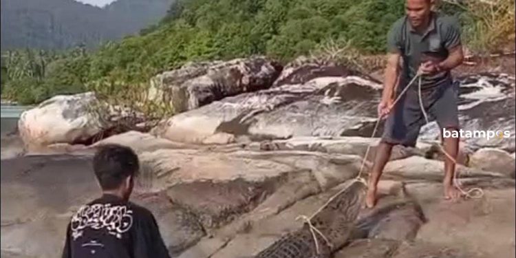Buaya Serang Nelayan Pulau Jemaja, Mati Tersangkut di Keramba Ikan